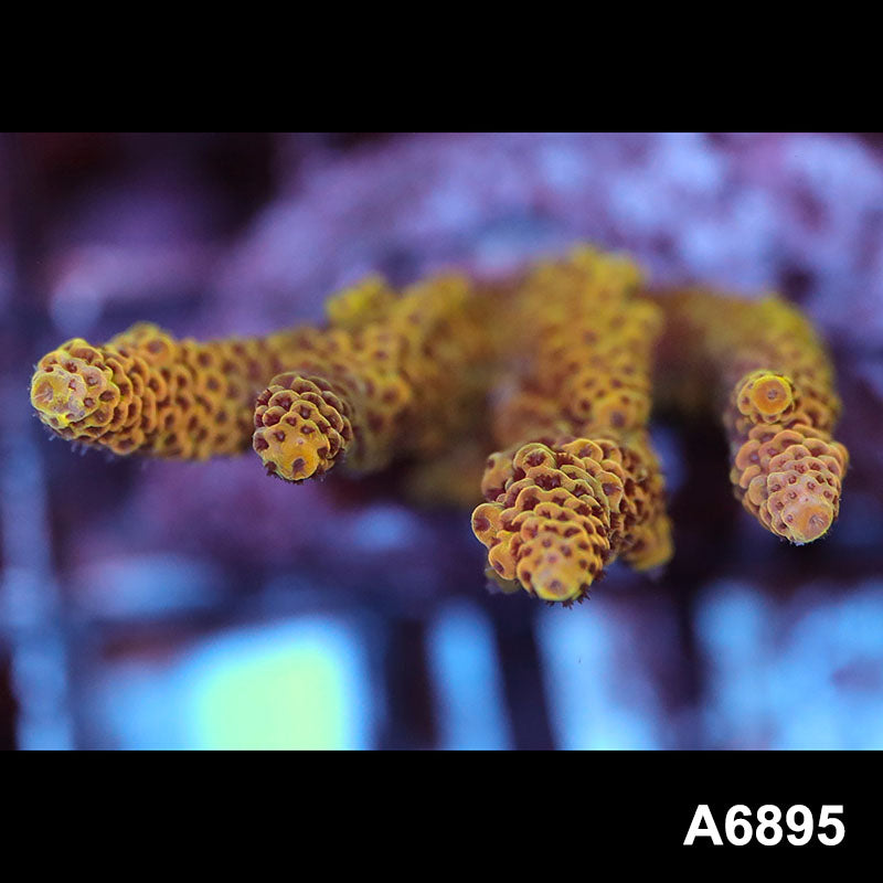 Item#A6895SP6895(S) WYSIWYG Indo Cultured Premium Acropora Mini Colony