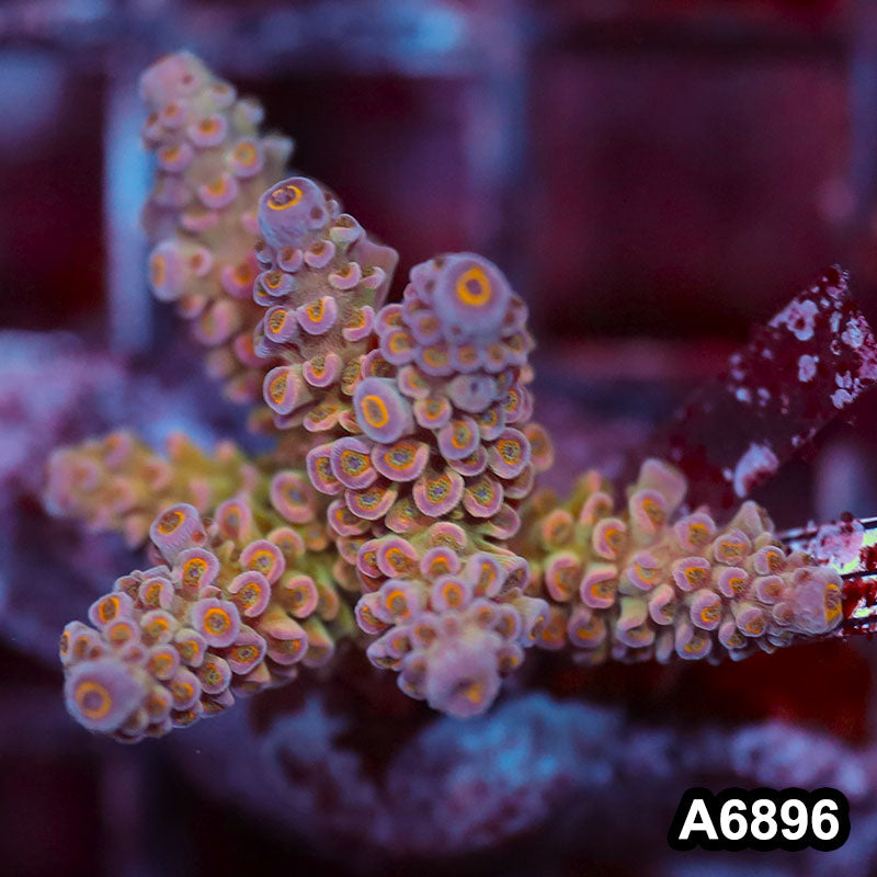 Item#A6896SP6896(S) WYSIWYG Indo Cultured Premium Acropora Mini Colony