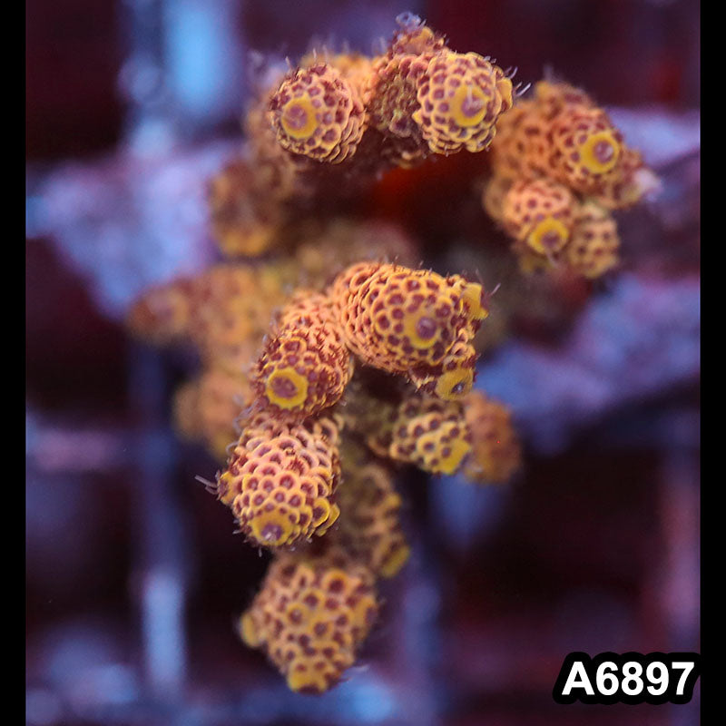 Item#A6897SP6897(S) WYSIWYG Indo Cultured Premium Acropora Mini Colony