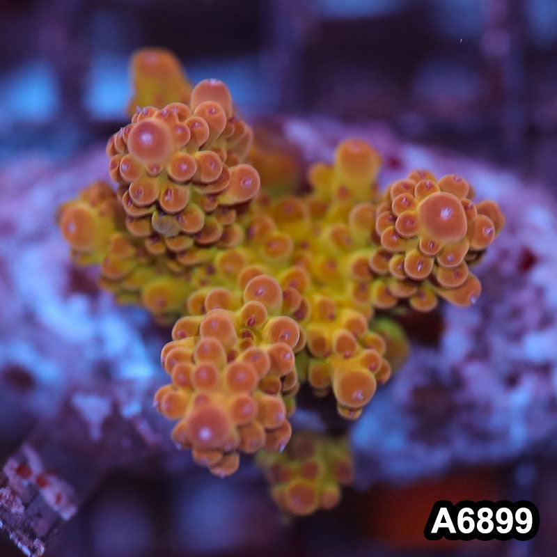 Item#A6899SP6899(S) WYSIWYG Indo Cultured Premium Acropora Mini Colony