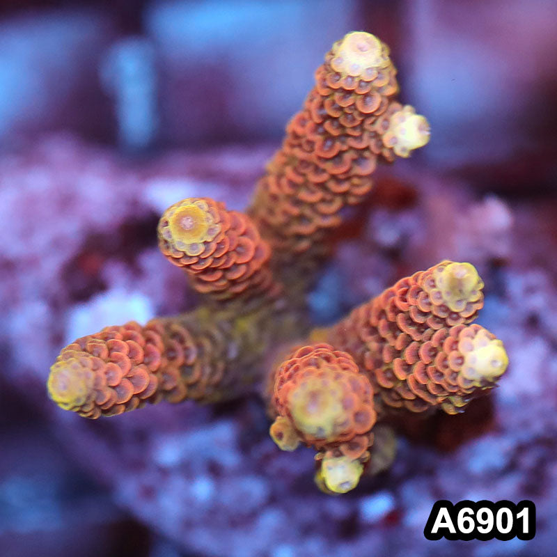 Item#A6901SP6901(S) WYSIWYG Indo Cultured Premium Acropora Mini Colony