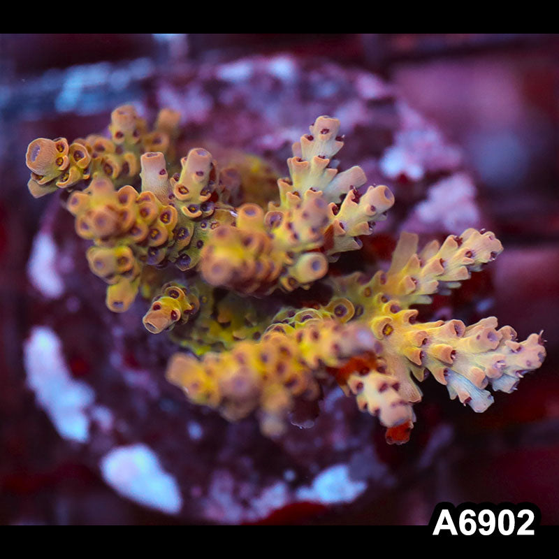 Item#A6902SP6902(S) WYSIWYG Indo Cultured Premium Acropora Mini Colony