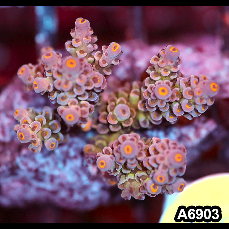 Item#A6903SP6903(S) WYSIWYG Indo Cultured Premium Acropora Mini Colony