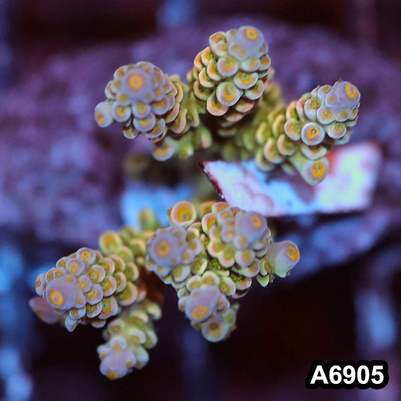 Item#A6905SP6905(S) WYSIWYG Indo Cultured Premium Acropora Mini Colony