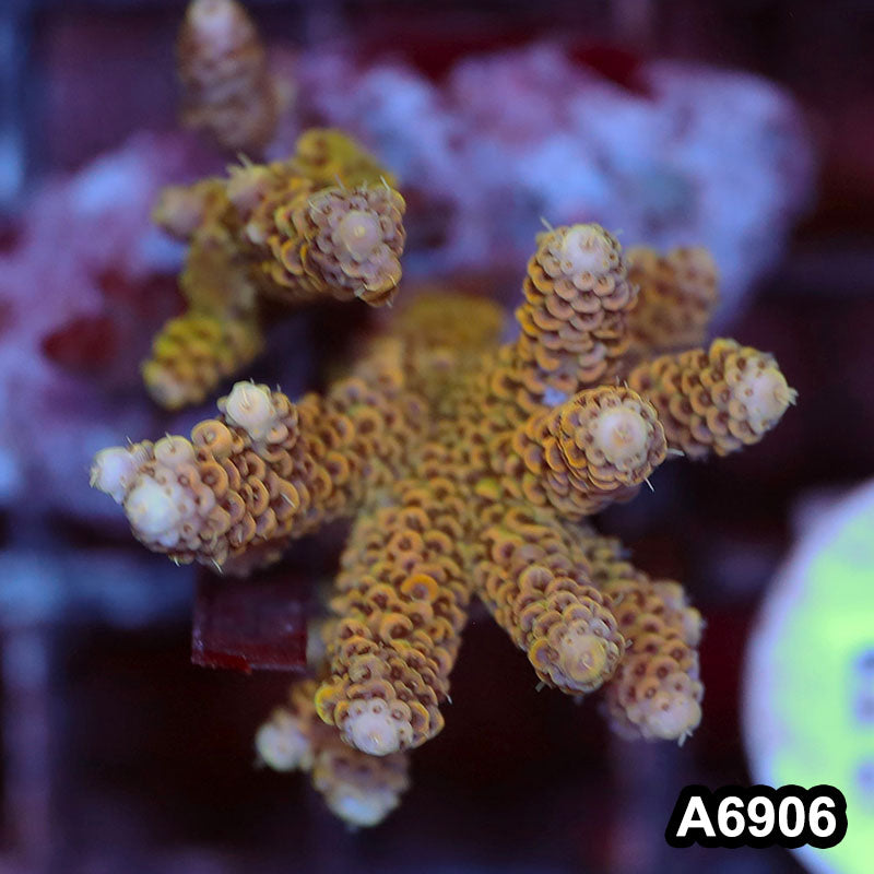 Item#A6906SP6906(S) WYSIWYG Indo Cultured Premium Acropora Mini Colony