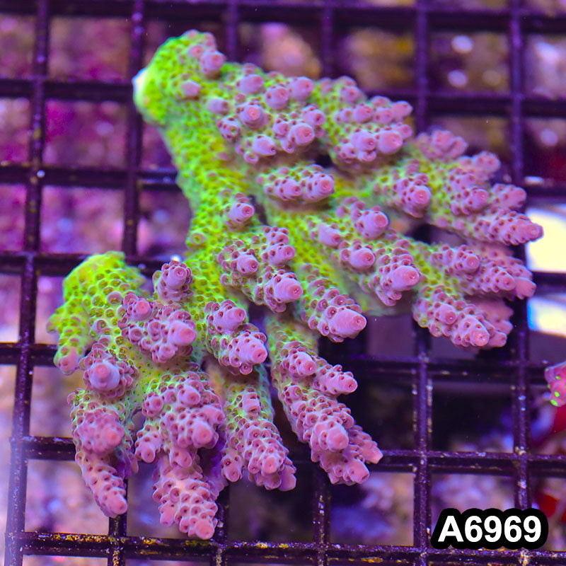 Item#A6969SP6969(S) WYSIWYG Aussie Ultra Acropora Colony