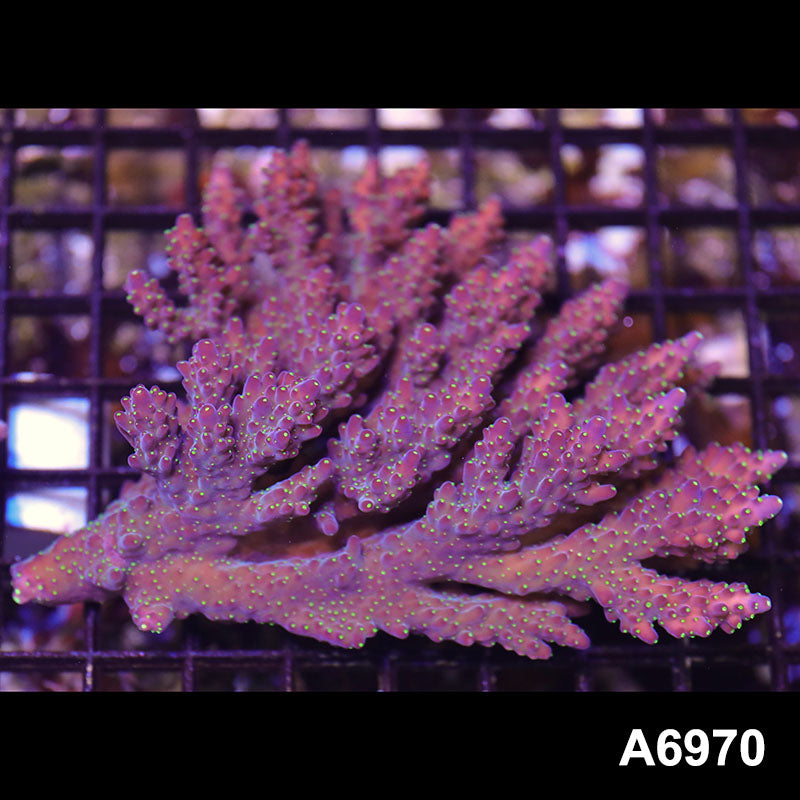 Item#A6970SP6970(M) WYSIWYG Aussie Ultra Acropora Colony