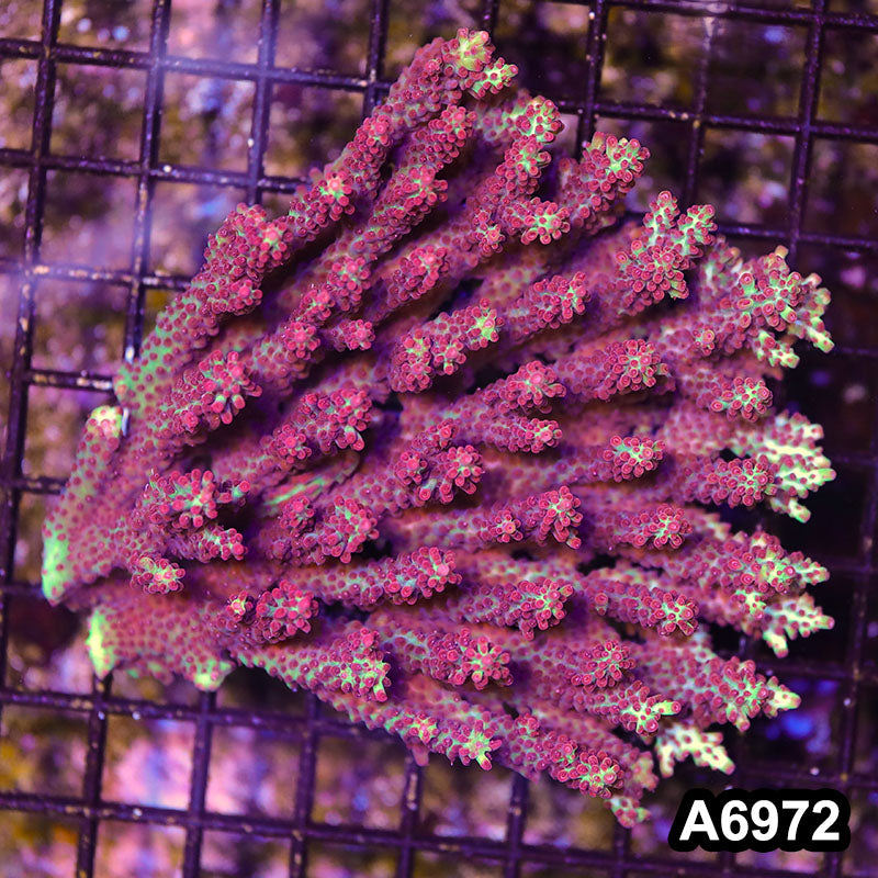 Item#A6972SP6972(L) WYSIWYG Aussie Ultra Strawberry Shortcake Acropora Colony