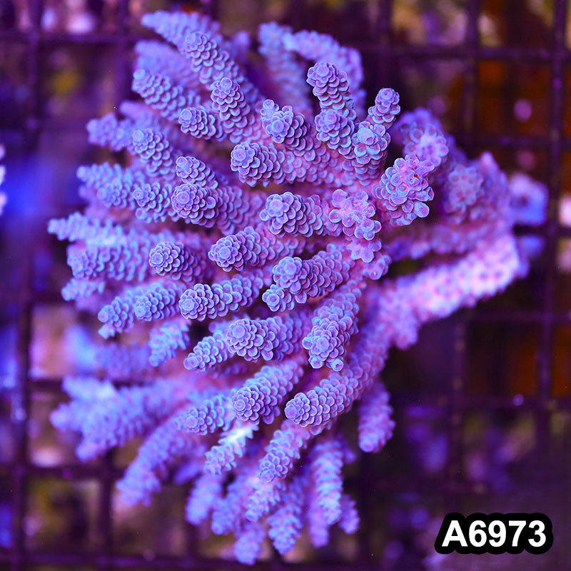 Item#A6973SP6973(M) WYSIWYG Aussie Ultra Acropora Colony