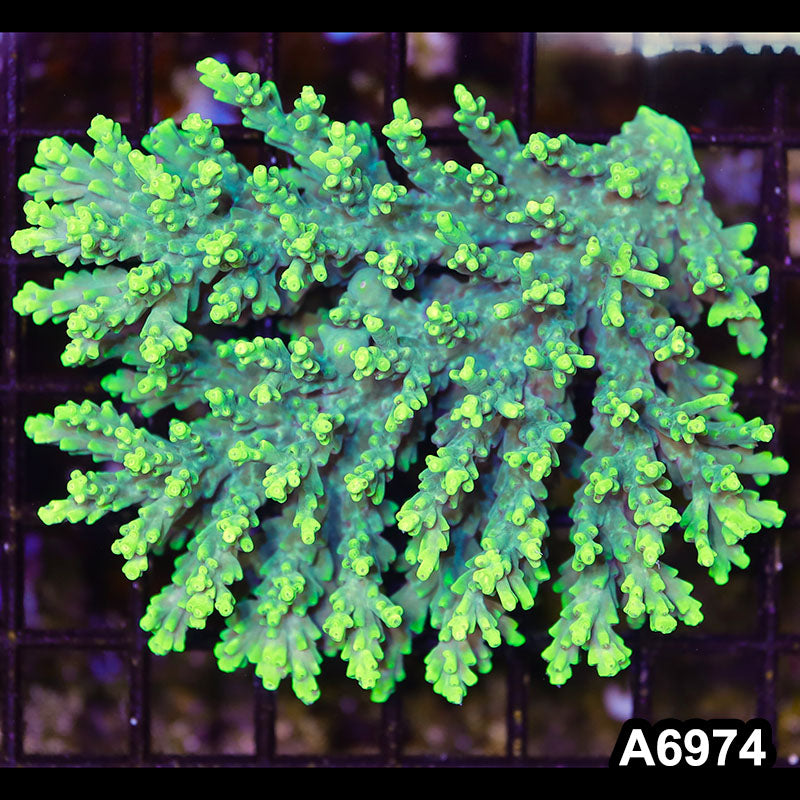 Item#A6974SP6974(M) WYSIWYG Aussie Ultra Acropora Colony