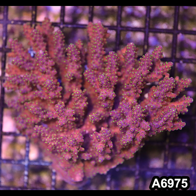 Item#A6975SP6975(M) WYSIWYG Aussie Ultra Acropora Colony