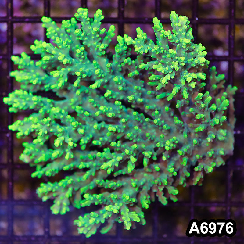 Item#A6976SP6976(M) WYSIWYG Aussie Ultra Acropora Colony