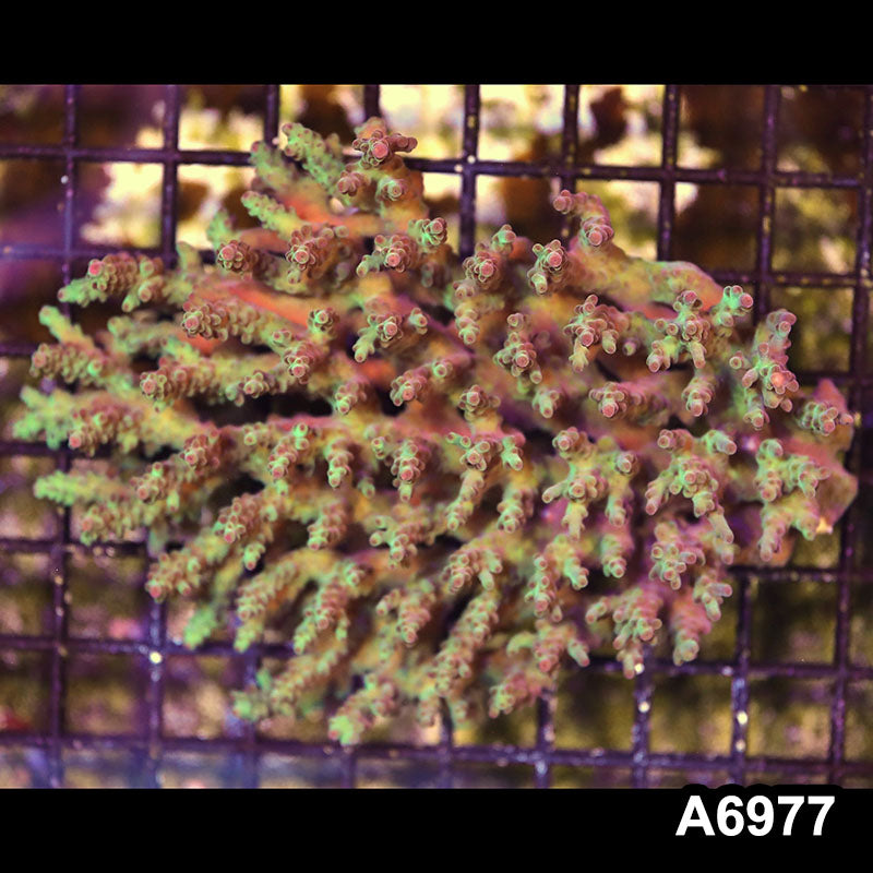 Item#A6977SP6977(M) WYSIWYG Aussie Ultra Acropora Colony