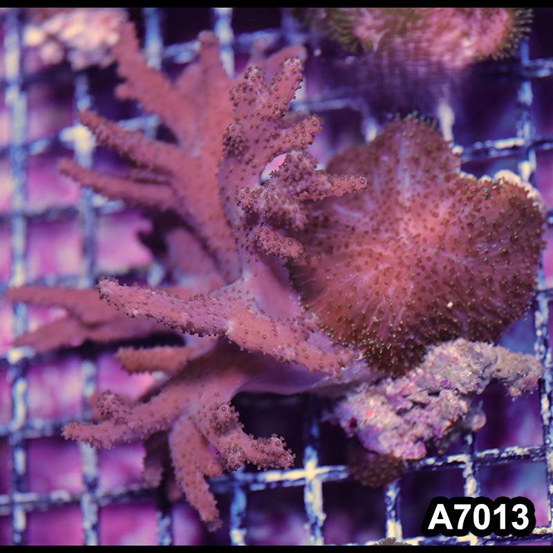 Item#A7013IN7013(M) WYSIWYG Vietnam Sinularia Soft Coral