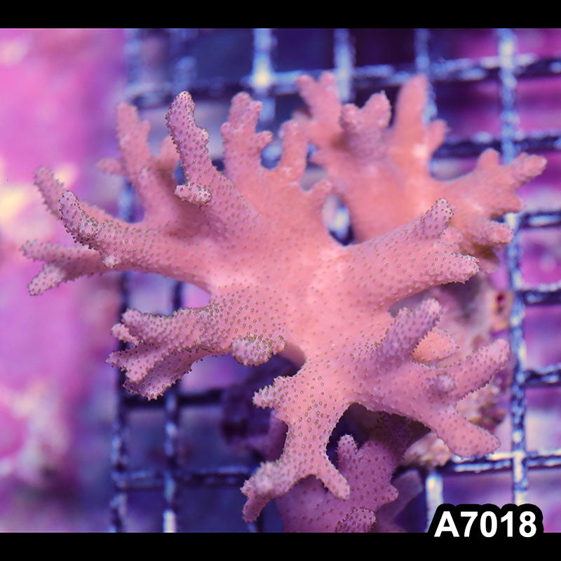 Item#A7018IN7018(M) WYSIWYG Vietnam Sinularia Soft Coral