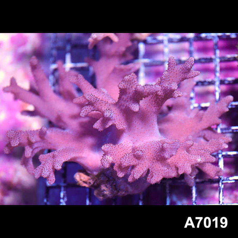 Item#A7019IN7019(M) WYSIWYG Vietnam Sinularia Soft Coral