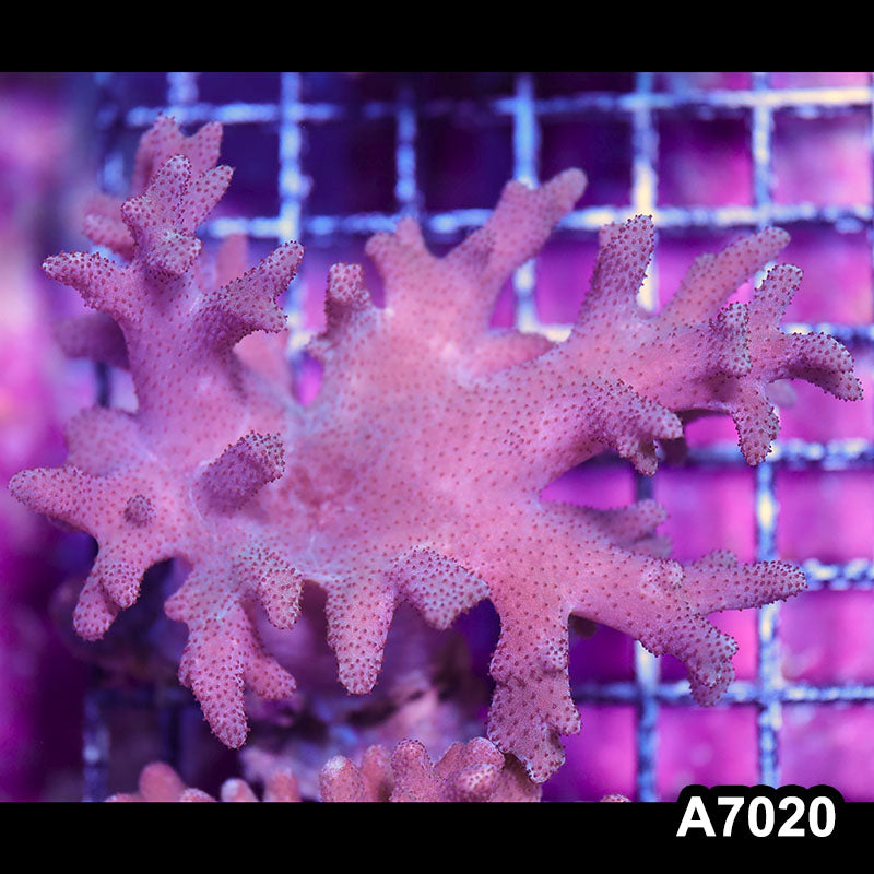 Item#A7020IN7020(M) WYSIWYG Vietnam Sinularia Soft Coral