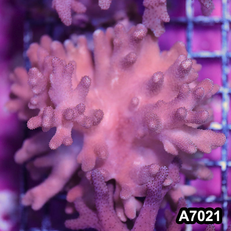 Item#A7021IN7021(M) WYSIWYG Vietnam Sinularia Soft Coral