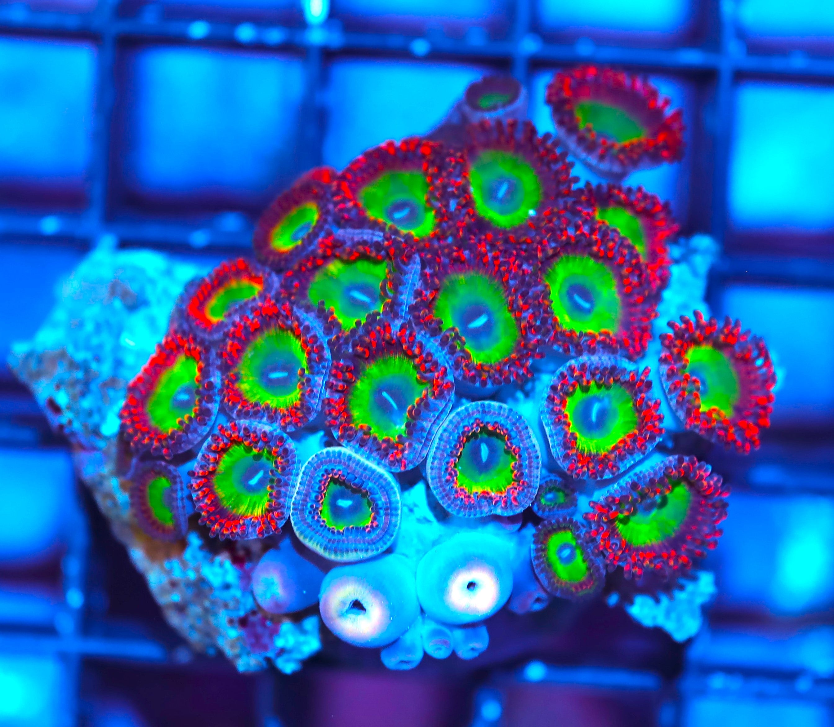 Item#A7036IN7036(M) WYSIWYG Indo Premium Cultured Candy Apple Red Zoanthid Colony