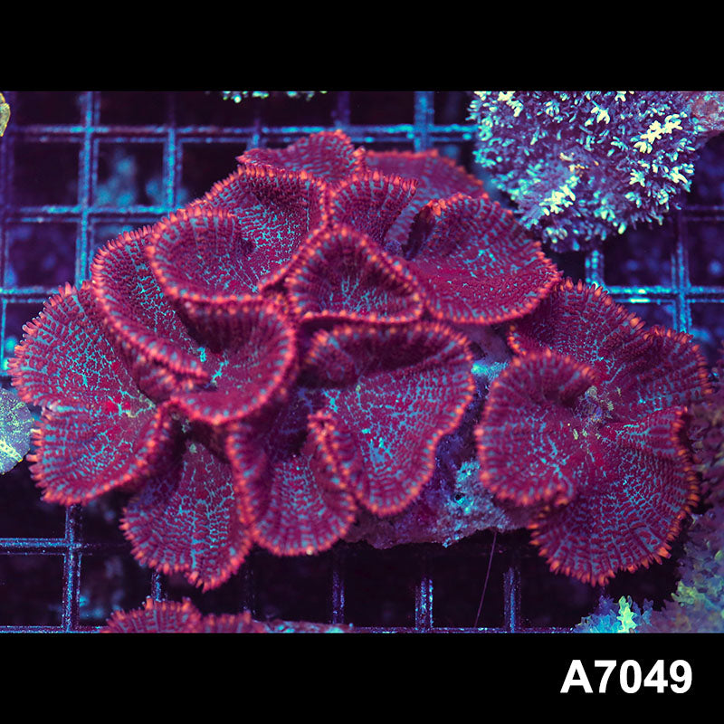 Item#A7049LW7049(M) WYSIWYG Vietnam Ultra Rhodactis Mushroom Colony