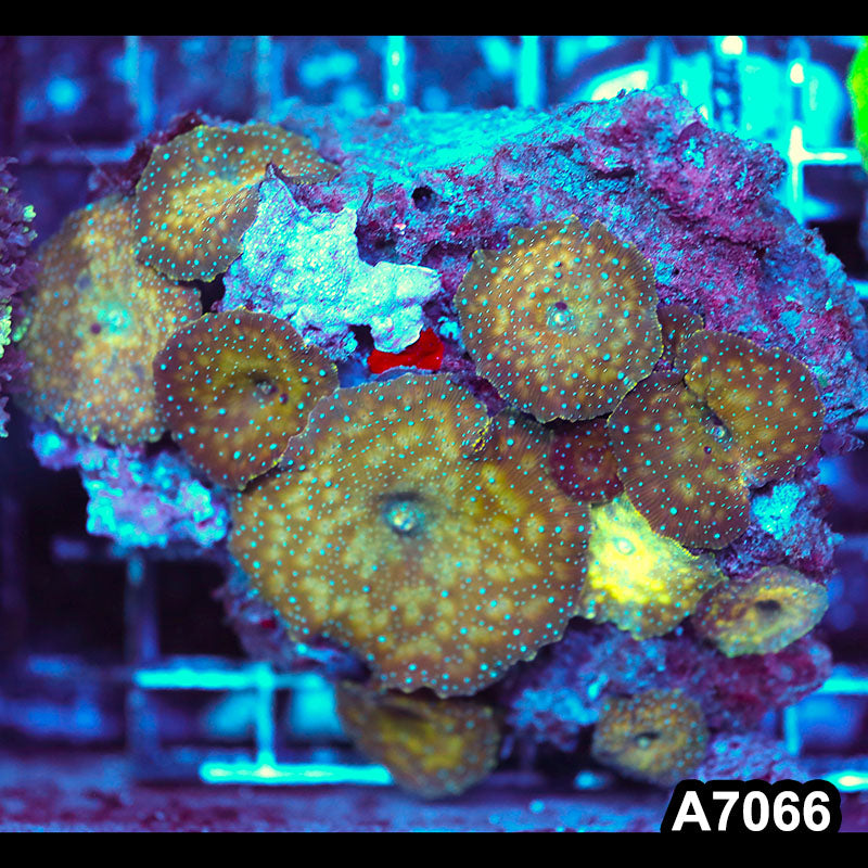 Item#A7066LW7066(M) WYSIWYG Vietnam Ultra Unique Discosoma Mushroom Colony