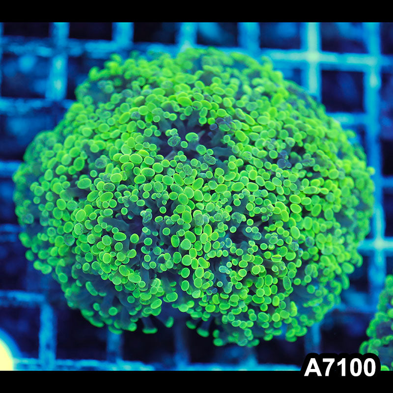 Item#A7100LW7100(M) WYSIWYG Indo Cultured Ultra Neon Branching Hammer Colony