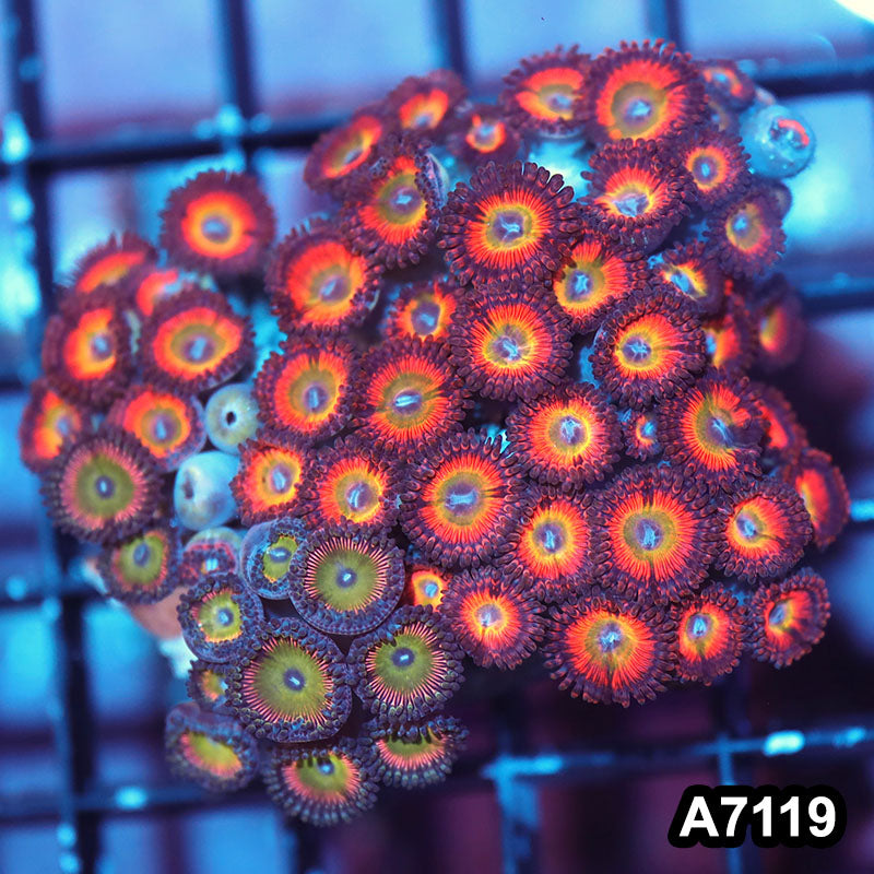 Item#A7119IN7119(S) WYSIWYG Indo Cultured Premium Zoanthid Colony