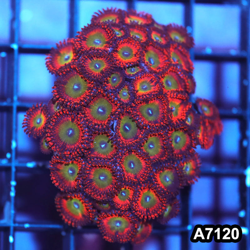 Item#A7120IN7120(S) WYSIWYG Indo Cultured Premium Zoanthid Colony