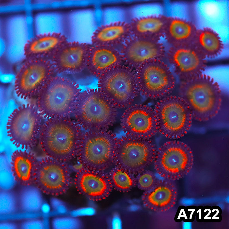 Item#A7122IN7122(S) WYSIWYG Indo Cultured Premium Zoanthid Colony