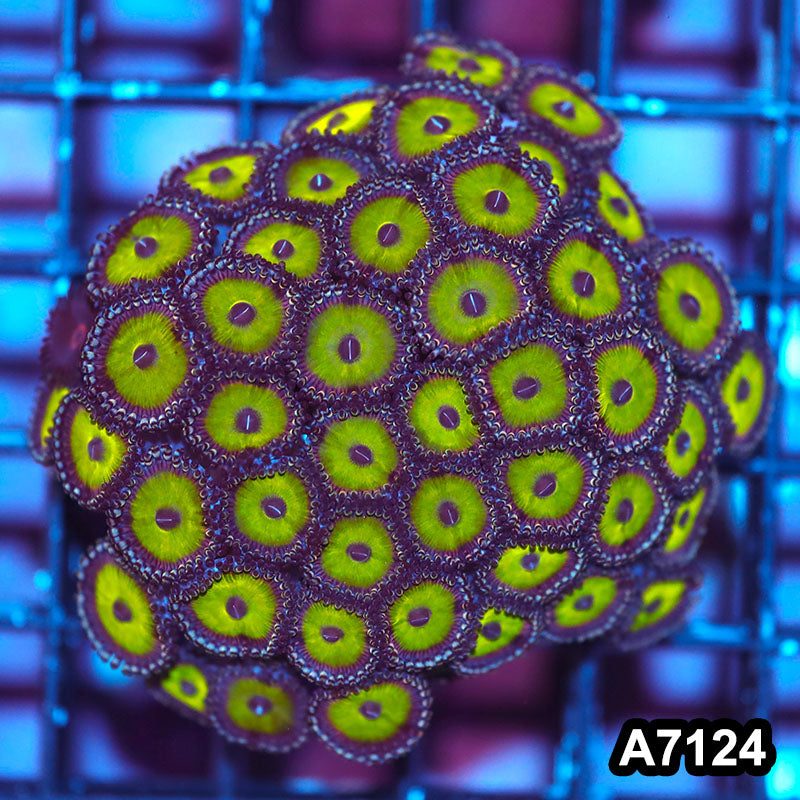 Item#A7124IN7124(S) WYSIWYG Indo Cultured Premium Zoanthid Colony