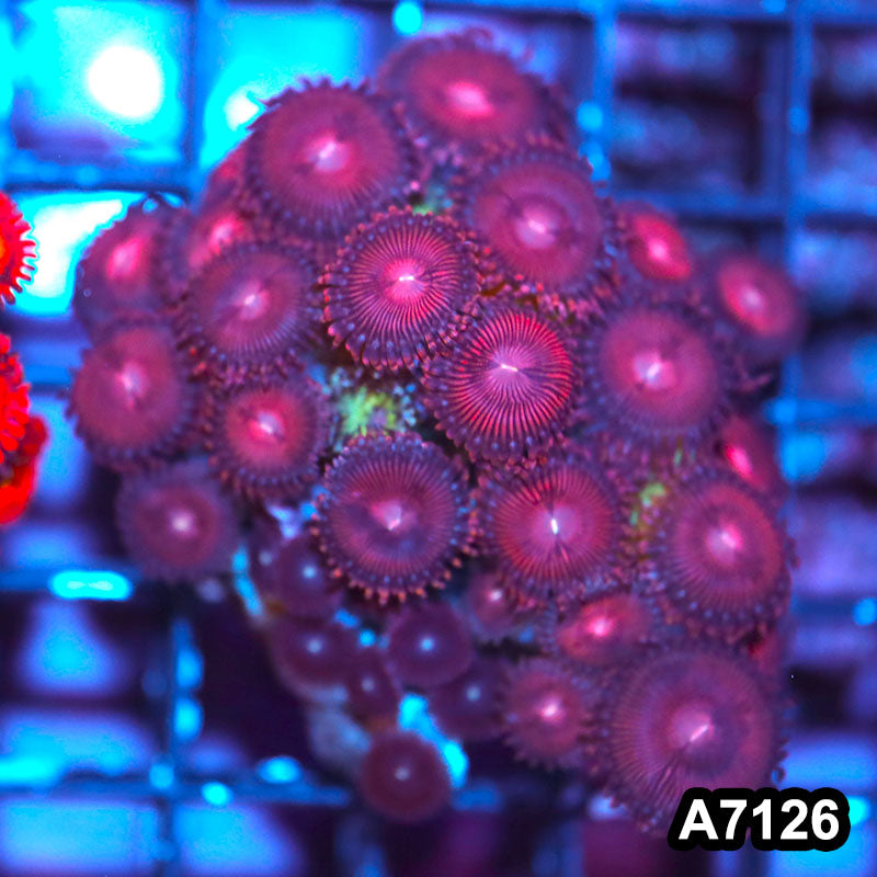 Item#A7126IN7126(S) WYSIWYG Indo Cultured Premium Zoanthid Colony