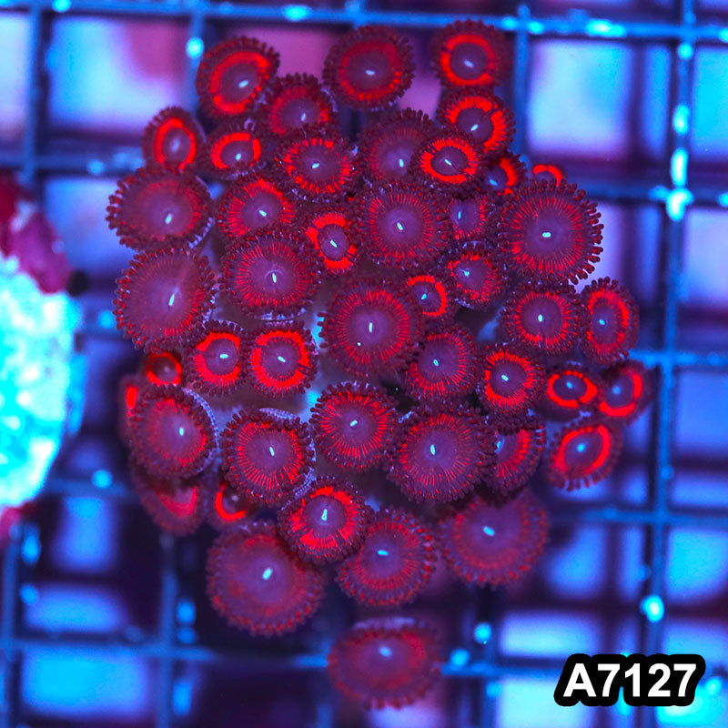 Item#A7127IN7127(S) WYSIWYG Indo Cultured Premium Zoanthid Colony