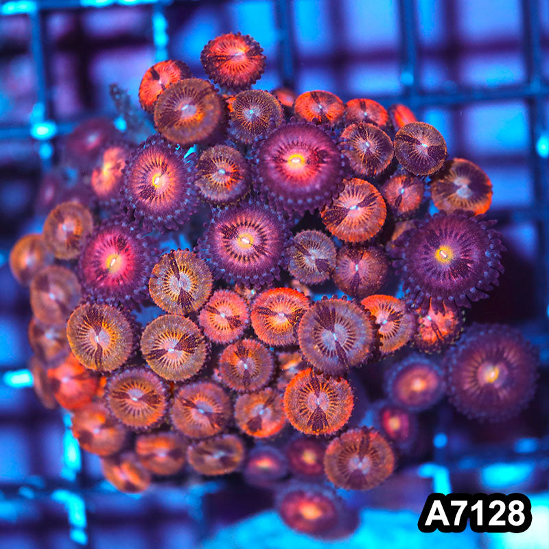 Item#A7128IN7128(M) WYSIWYG Indo Cultured Premium Zoanthid Colony