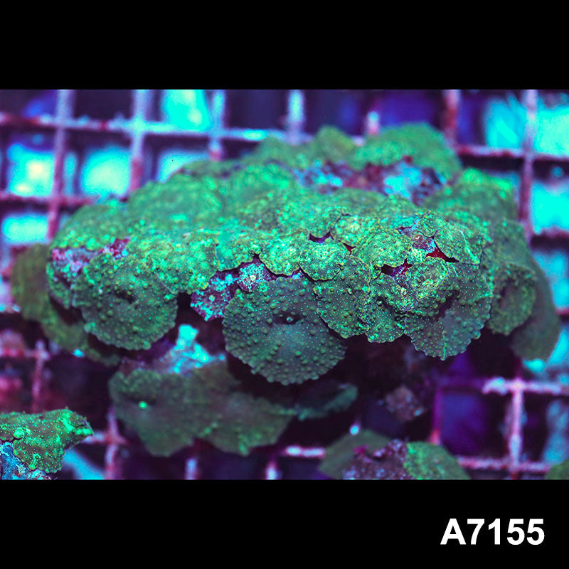 Item#A7155IN7155(M) WYSIWYG Indo Ultra Green Discosoma Mushroom Colony