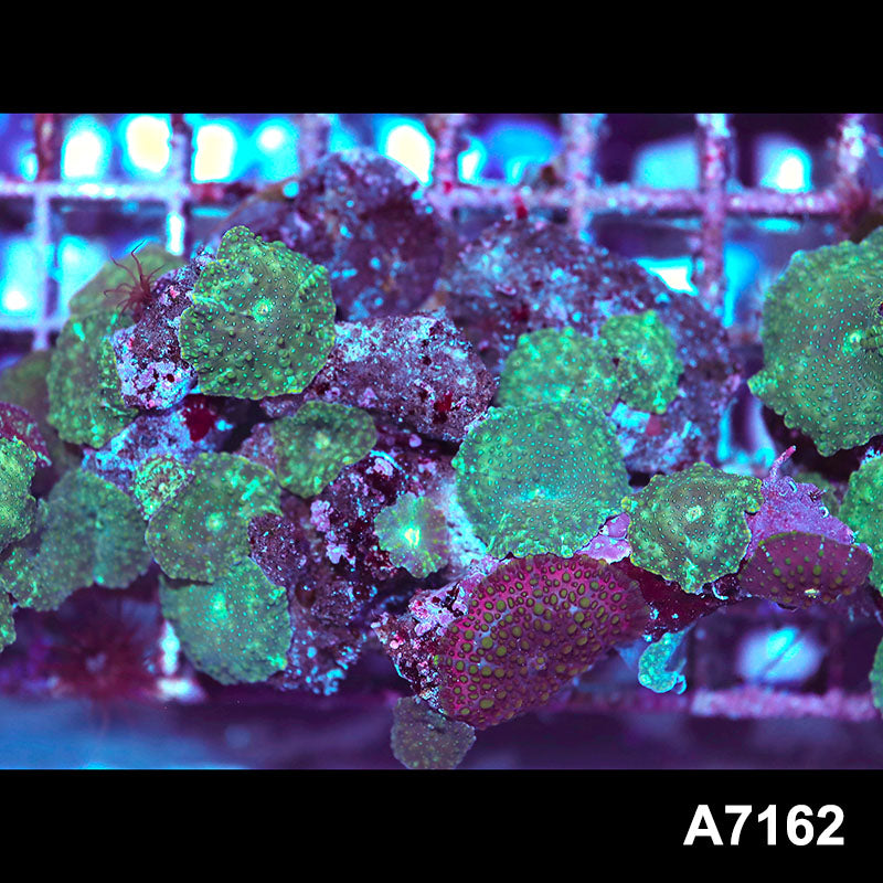 Item#A7162IN7162(M) WYSIWYG Indo Ultra Green Discosoma Mushroom Colony