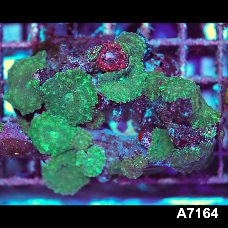 Item#A7164IN7164(M) WYSIWYG Indo Ultra Green Discosoma Mushroom Colony