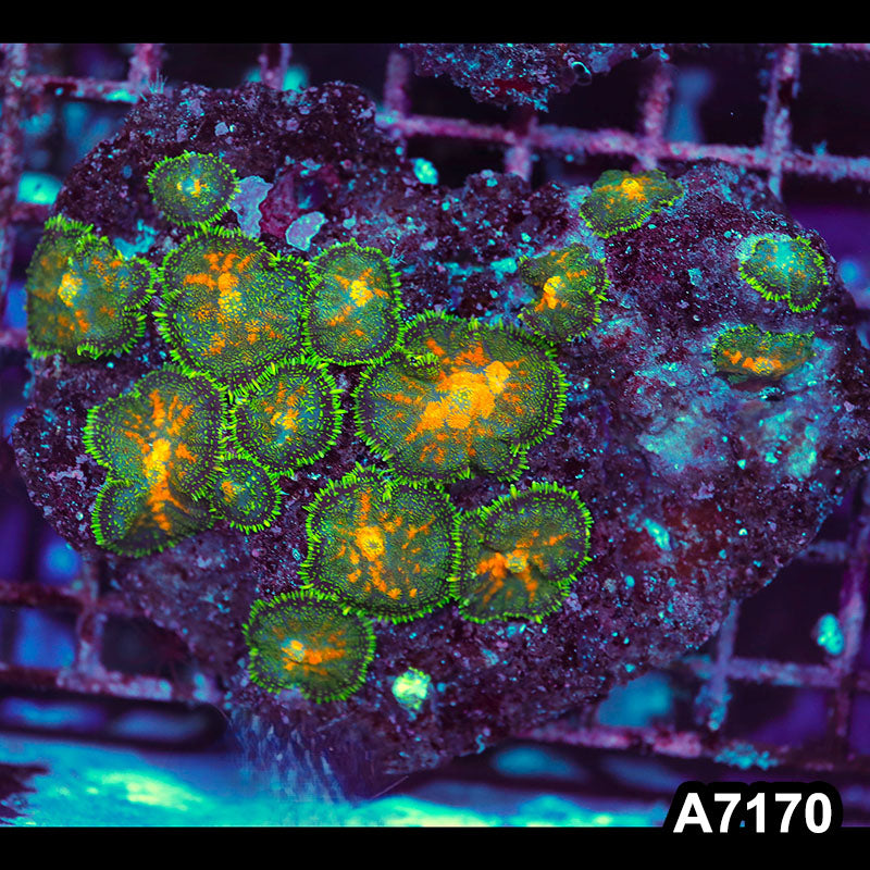 Item#A7170IN7170(M) WYSIWYG Indo Ultra Rhodactis Mushroom Colony