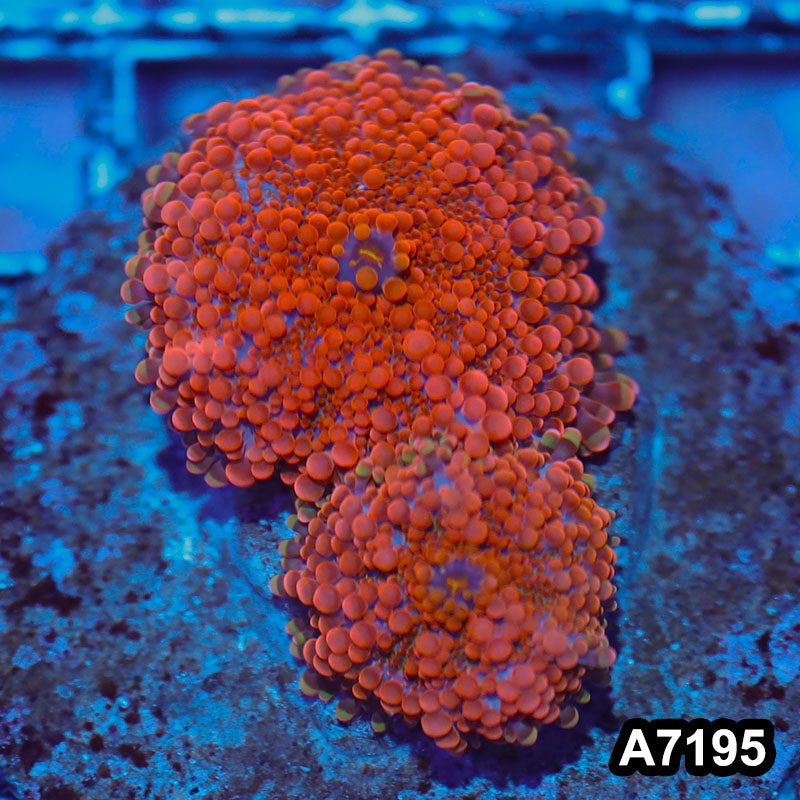 Item#A7195IN7195(S) WYSIWYG Indo Cultured Ultra Unique Ricordea Yuma Mushroom