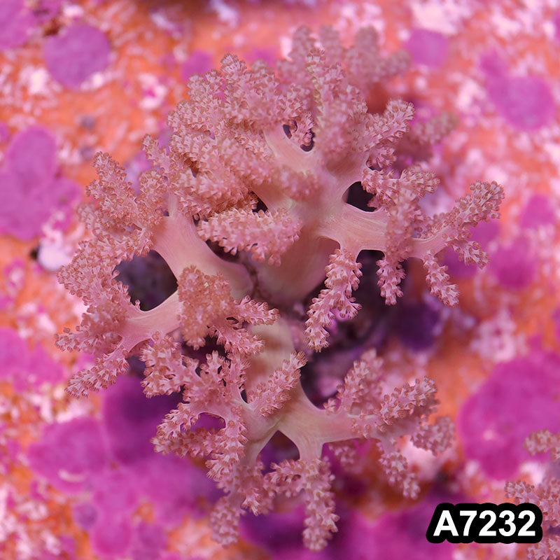 Item#A7232IN7232(M) WYSIWYG Indo Cultured Nepthya Colony