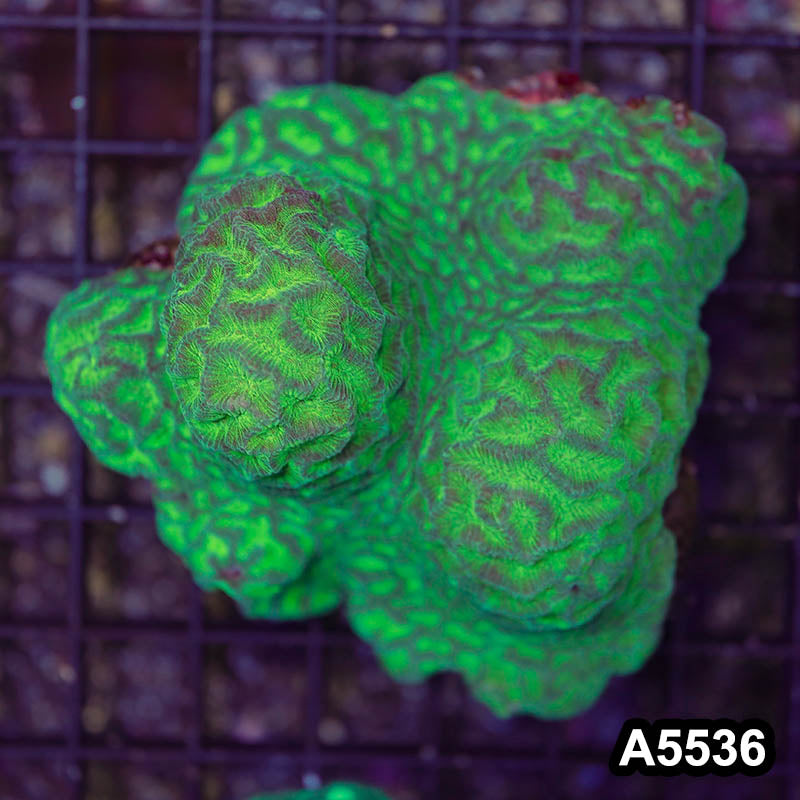 Item#A5536RW5536(M) WYSIWYG Indo Ultra Maze Brain Colony