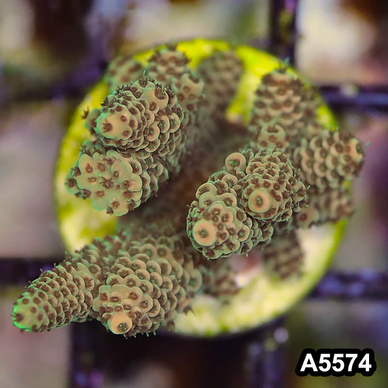 Item#A5574SP5574(S) WYSIWYG Bali Premium Acropora Frag