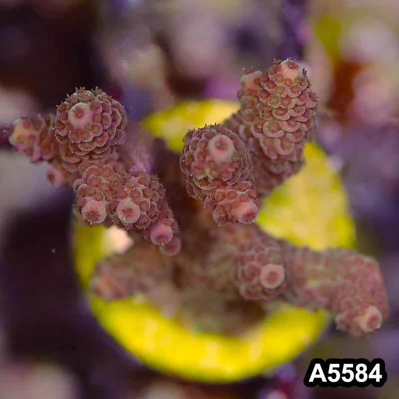 Item#A5584SP5584(S) WYSIWYG Bali Premium Acropora Frag