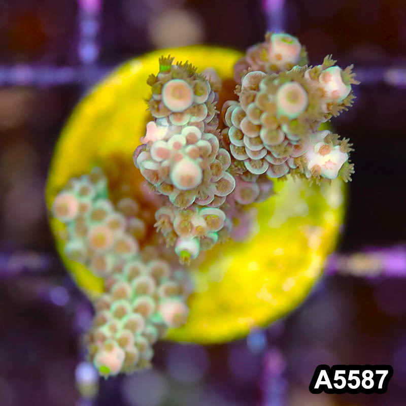 Item#A5587SP5587(S) WYSIWYG Bali Premium Acropora Frag