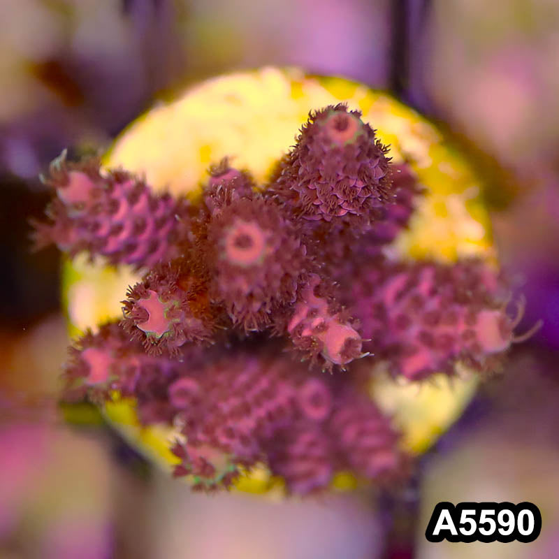 Item#A5590SP5590(S) WYSIWYG Bali Premium Acropora Frag