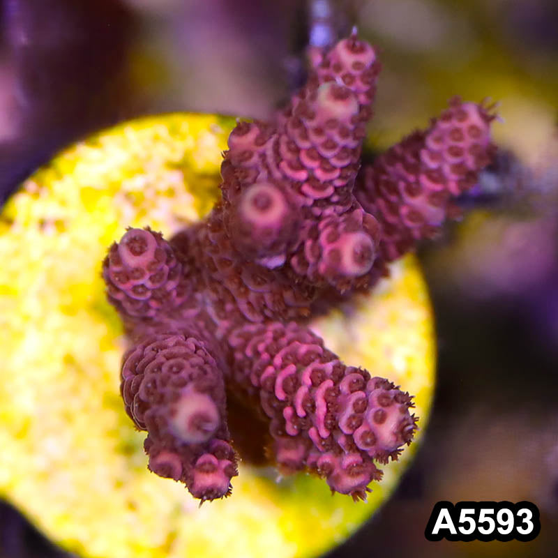 Item#A5593SP5593(S) WYSIWYG Bali Premium Acropora Frag