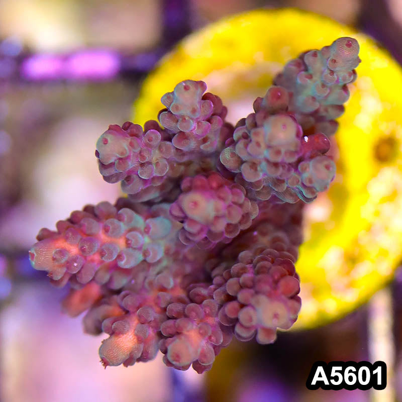 Item#A5601SP5601(S) WYSIWYG Bali Premium Acropora Frag