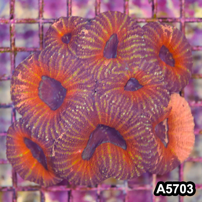 Item#A5703IN5703(L) WYSIWYG Aussie Ultra Unique Lobophyllia