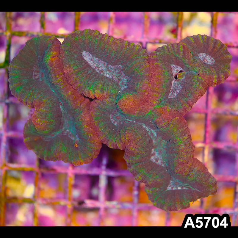 Item#A5704IN5704(M) WYSIWYG Aussie Rainbow Lobophyllia Colony