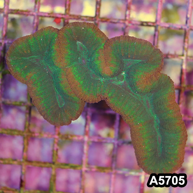 Item#A5705IN5705(M) WYSIWYG Aussie Rainbow Lobophyllia Colony