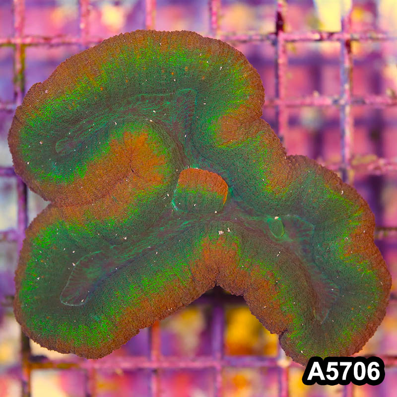 Item#A5706IN5706(M) WYSIWYG Aussie Rainbow Lobophyllia Colony